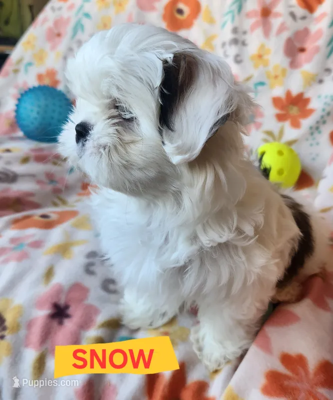 Snow White – Shih Tzu puppy for sale in Cheney, WA
