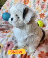 Snow White, a female Shih Tzu for sale in Cheney, WA – 1 of 9