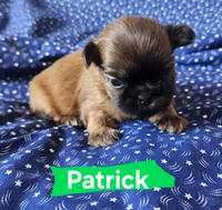 Patrick, a male Shih Tzu for sale in Cheney, WA – 7 of 8