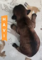 Havi, a male Shih Tzu for sale in Cheney, WA – 7 of 7