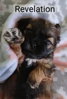 Revelation, a female Shih Tzu for sale in Cheney, WA – Photo 1 of 6