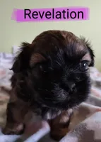 Revelation, a female Shih Tzu for sale in Cheney, WA – Photo 4 of 6