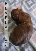 Revelation, a female Shih Tzu for sale in Cheney, WA – Photo 5 of 6