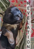 Revelation, a female Shih Tzu for sale in Cheney, WA – Photo 2 of 6