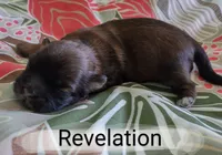 Revelation, a female Shih Tzu for sale in Cheney, WA – Photo 3 of 6