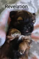 Revelation, a female Shih Tzu for sale in Cheney, WA – Photo 6 of 6