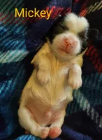 Mickey, a male Shih Tzu for sale in Cheney, WA – Photo 2 of 2