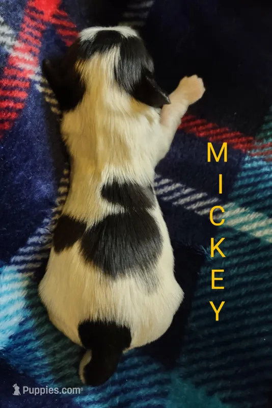 Mickey, a male Shih Tzu for sale in Cheney, WA – Photo 1 of 2