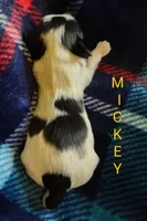 Mickey, a male Shih Tzu for sale in Cheney, WA – Photo 1 of 2