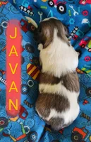Javan, a male Shih Tzu for sale in Cheney, WA – Photo 6 of 10