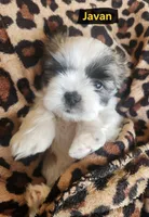 Javan, a male Shih Tzu for sale in Cheney, WA – Photo 9 of 10