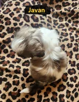 Javan, a male Shih Tzu for sale in Cheney, WA – Photo 8 of 10