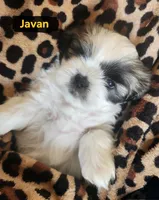 Javan, a male Shih Tzu for sale in Cheney, WA – Photo 10 of 10
