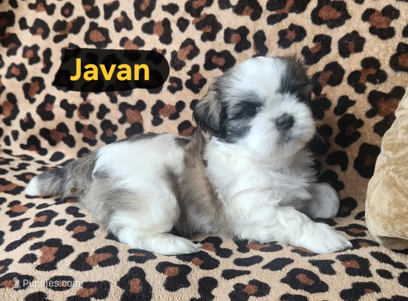 Javan