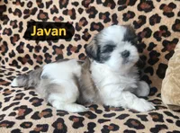 Javan, a male Shih Tzu for sale in Cheney, WA – Photo 1 of 10