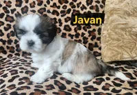 Javan, a male Shih Tzu for sale in Cheney, WA – Photo 7 of 10