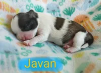 Javan, a male Shih Tzu for sale in Cheney, WA – Photo 3 of 10