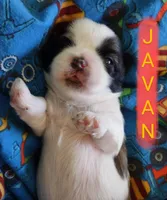 Javan, a male Shih Tzu for sale in Cheney, WA – Photo 4 of 10