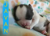 Javan, a male Shih Tzu for sale in Cheney, WA – Photo 5 of 10