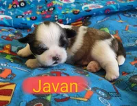 Javan, a male Shih Tzu for sale in Cheney, WA – Photo 2 of 10