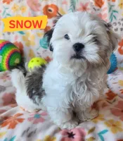 Snow White, a female Shih Tzu for sale in Cheney, WA – 9 of 9