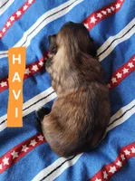 Havi, a male Shih Tzu for sale in Cheney, WA – 5 of 7