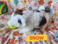 Snow White, a female Shih Tzu for sale in Cheney, WA – 6 of 9