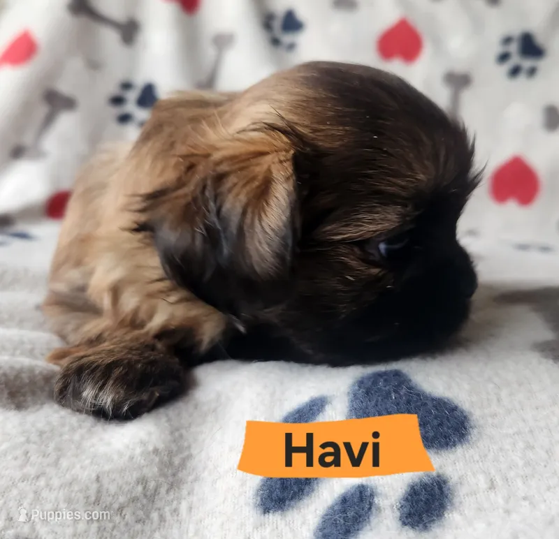 Havi – Shih Tzu puppy for sale in Cheney, WA