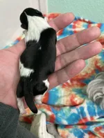 Lei, a female Shih Tzu for sale in Cheney, WA – Photo 1 of 3