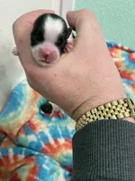 Lei, a female Shih Tzu for sale in Cheney, WA – Photo 3 of 3