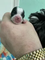 Lei, a female Shih Tzu for sale in Cheney, WA – Photo 2 of 3