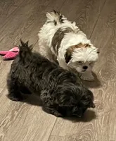 Lilly, a female Shih Tzu for sale in Cheney, WA – 2 of 5