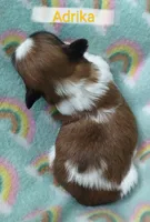 Adrika, a female Shih Tzu for sale in Cheney, WA – Photo 10 of 10