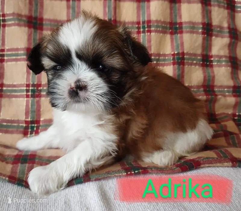 Adrika, a female Shih Tzu for sale in Cheney, WA – Photo 1 of 10