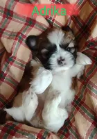 Adrika, a female Shih Tzu for sale in Cheney, WA – Photo 9 of 10