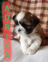 Adrika, a female Shih Tzu for sale in Cheney, WA – Photo 2 of 10
