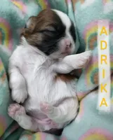 Adrika, a female Shih Tzu for sale in Cheney, WA – Photo 6 of 10