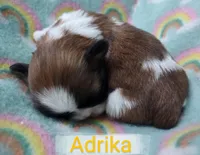 Adrika, a female Shih Tzu for sale in Cheney, WA – Photo 3 of 10