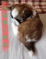 Adrika, a female Shih Tzu for sale in Cheney, WA – Photo 5 of 10