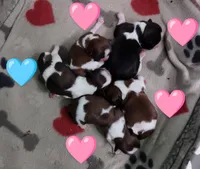 Adrika, a female Shih Tzu for sale in Cheney, WA – Photo 4 of 10