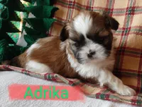 Adrika, a female Shih Tzu for sale in Cheney, WA – Photo 8 of 10