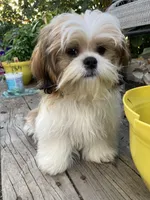 Cinnamon, a female Shih Tzu for sale in Cheney, WA – Photo 4 of 4