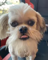 Cinnamon, a female Shih Tzu for sale in Cheney, WA – Photo 3 of 4