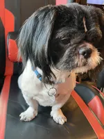 Cinnamon, a female Shih Tzu for sale in Cheney, WA – Photo 2 of 4