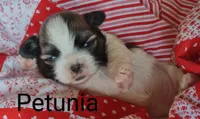 Petunia, a female Shih Tzu for sale in Cheney, WA – Photo 2 of 10