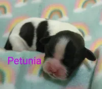 Petunia, a female Shih Tzu for sale in Cheney, WA – Photo 5 of 10