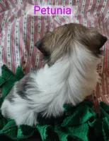 Petunia, a female Shih Tzu for sale in Cheney, WA – Photo 9 of 10