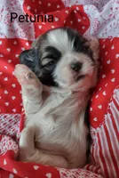 Petunia, a female Shih Tzu for sale in Cheney, WA – Photo 4 of 10