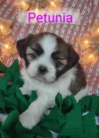 Petunia, a female Shih Tzu for sale in Cheney, WA – Photo 1 of 10