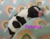 Petunia, a female Shih Tzu for sale in Cheney, WA – Photo 6 of 10